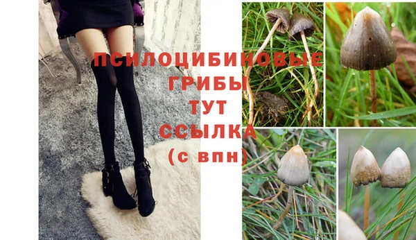 шишки Коряжма